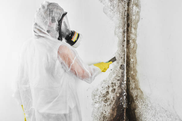 Forensic Mold Investigation in Brandywine, MD